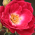 Rose - Rosiers polyantha - Dopey